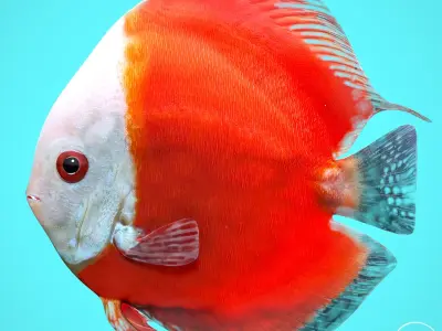 Fish Discus Low-poly 3D model