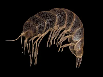 Amphipoda Gammaridae 3D model