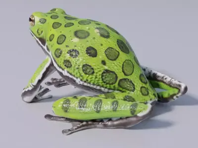 Barking Treefrog Rigged Free low-poly 3D model