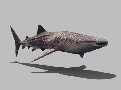 Real Whale Shark 8K - 3d animated 3D model