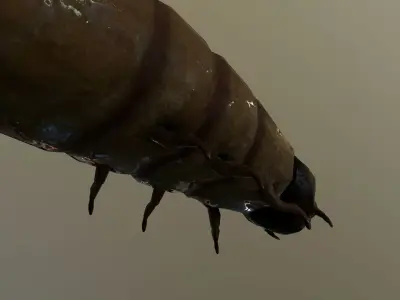 Worm Maggot Low-poly 3D model