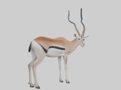 Cuviers gazelle Low-poly 3D model