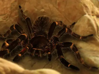 Goliath Bird Eating Spider - Owen Moloney Low-poly 3D model