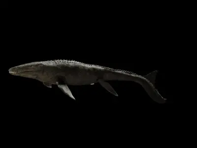 Mosasaurus Movie accurate 3D Model Low-poly 3D model