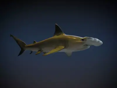 Hammerhead Shark 3D model