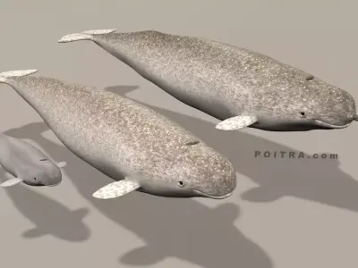 Narwhal Whales Family - Monodon Monoceros - Male Female Calf -  3D model