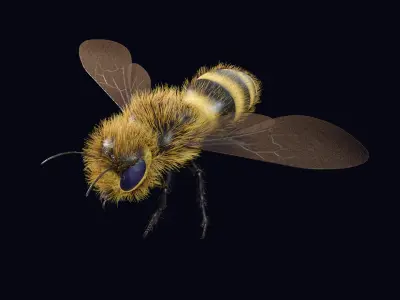 Animated Worker Bee  Rig  Flight Cycle  4K PBR   3D model