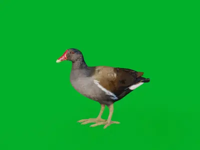 Moorhen Water Bird Low-poly 3D model