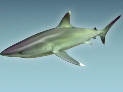 Silver Reef Shark 3D model