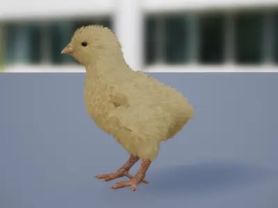 Feathered Chick Low-poly 3D model