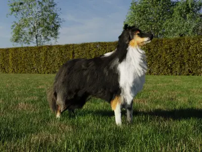 Sheltie dog pet Free 3D model