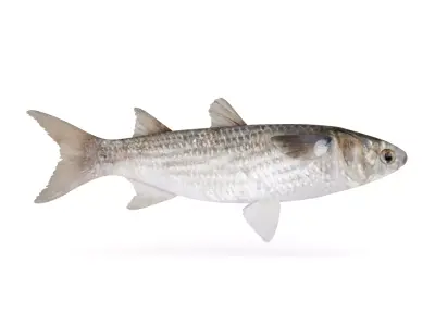 Fish Mullet 3D model