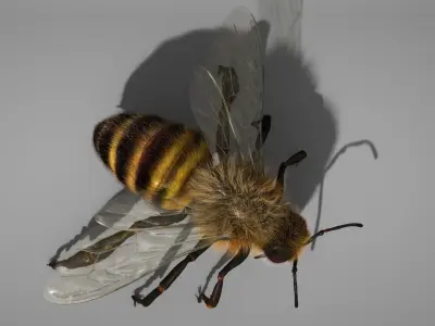 HONEYBEE 2 XGEN CORE RIGGED 3D model