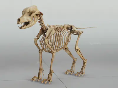 Dog Puppy Skeleton 3D model