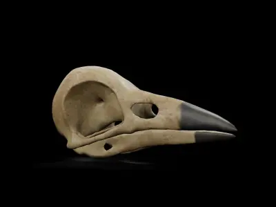 Crow low poly game ready skull Low-poly 3D model