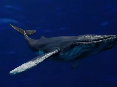 Humpback Whale Animated 3D model purchase