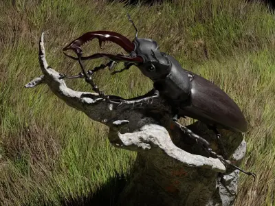 Stag beetle and ground 3D model