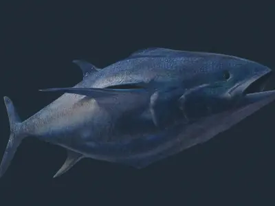 Tuna 3D model bluefin Low-poly 3D model