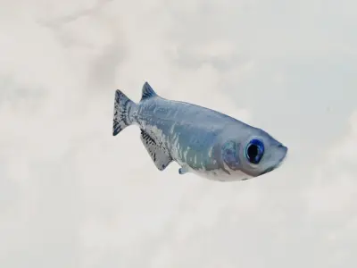 Madeka Fish 3D model