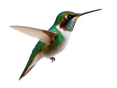 Emerald Hummingbird model pack Low-poly 3D model