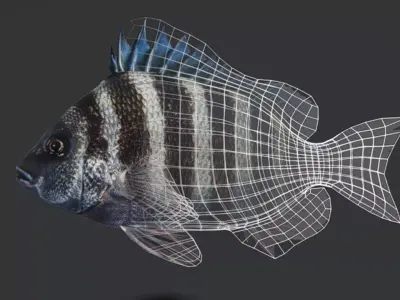 Sheepshead fish Animated 3D model
