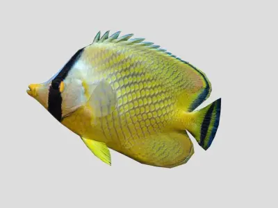 Latticed Butterflyfish Realistic Animated Low-poly 3D model