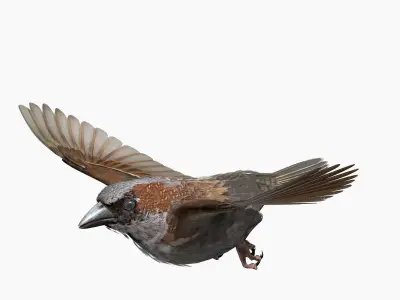 House Sparrow - rigged - animated 3D model