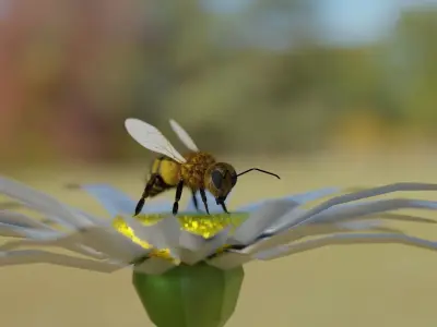 Bee photorealistic  3D model Low-poly 3D model