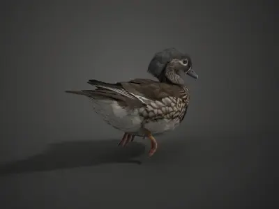 Mandarin Duck Female Animated VFX Grace 3D model