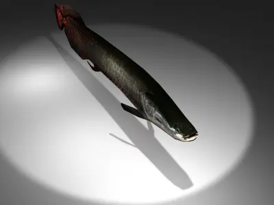 Arapaima fish with light shining Low-poly 3D model