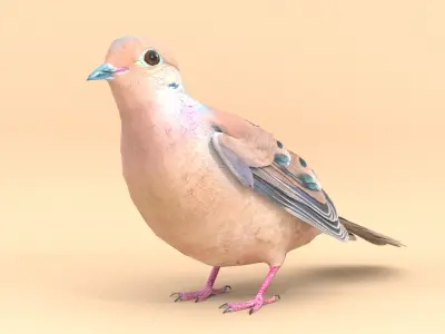 3D Bird Pack Mourning Dove Male and Female Low-poly 3D model Low-poly 3D model