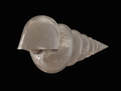 Seashell Low-poly 3D model
