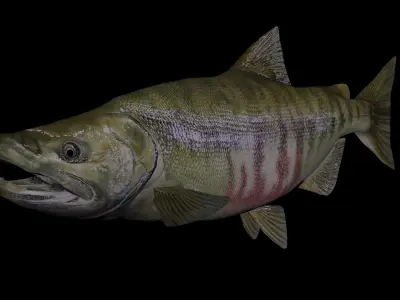 Chum Salmon 3D model