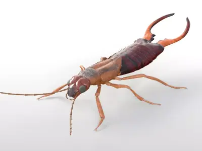 Earwigs Insect Low-poly 3D model