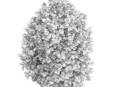 Hackberry Tree Prunus padus 3D model