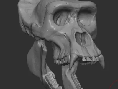 Western Lowland Gorilla Skull for 3D Print 3D model