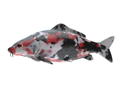 Carp Koi Fish Low-poly 3D model