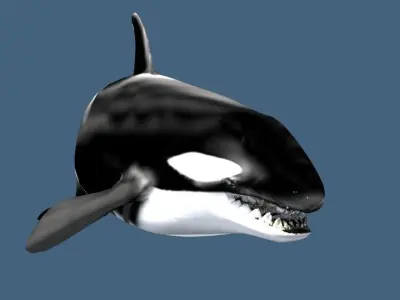 Orca 3d whale 3D model