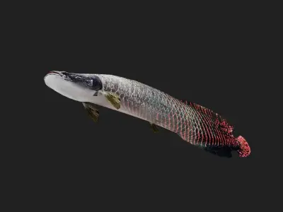 Arapaima Low-poly 3D model