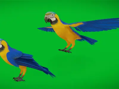 Macaw Ara Parrot Bird Low-poly 3D model