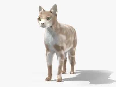 Full Cat Female Anatomy Static 3D model purchase