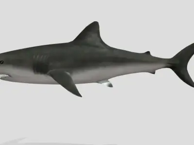 Bull Shark Realistic Animated Low-poly 3D model