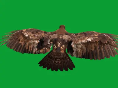 Golden Eagle Bird Low-poly 3D model