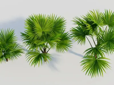 Chuniophoenix hainanensis a 3D model