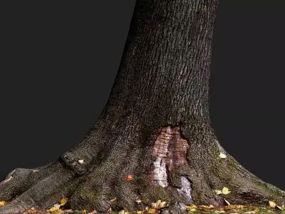 tree bark wide trunk part PBR photogrammetry Low-poly 3D model