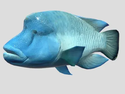 Napoleon Fish  Low-poly 3D model