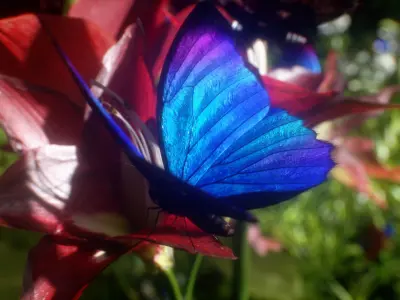 Blue Morpho Butterfly Low-poly 3D model