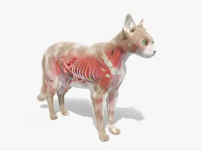 Full Cat Female Anatomy Static 3D model purchase