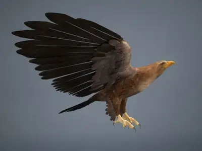 Eagle in flight 3D model