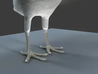White Peacock 3D model
